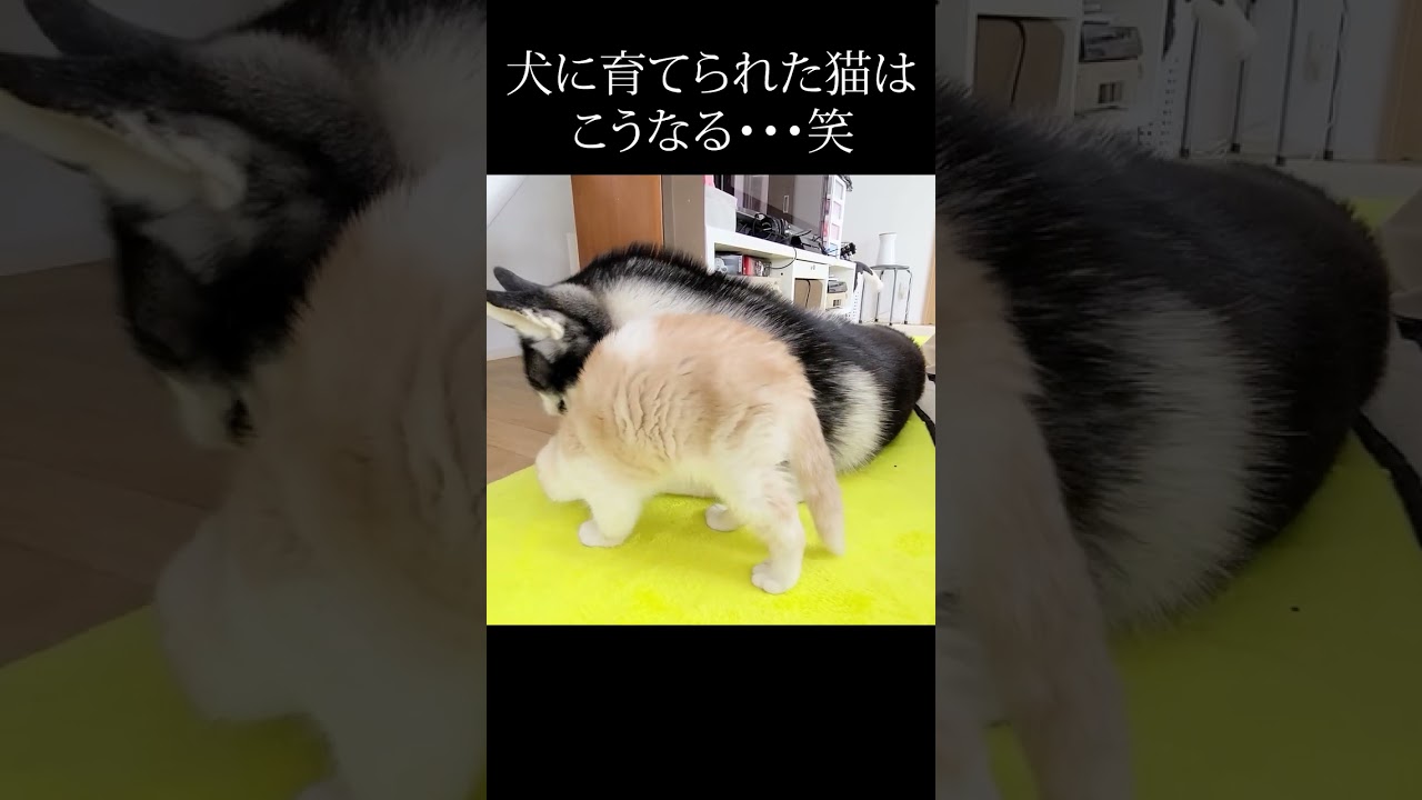 犬にかじられたい子猫がかわいい 笑...#shorts