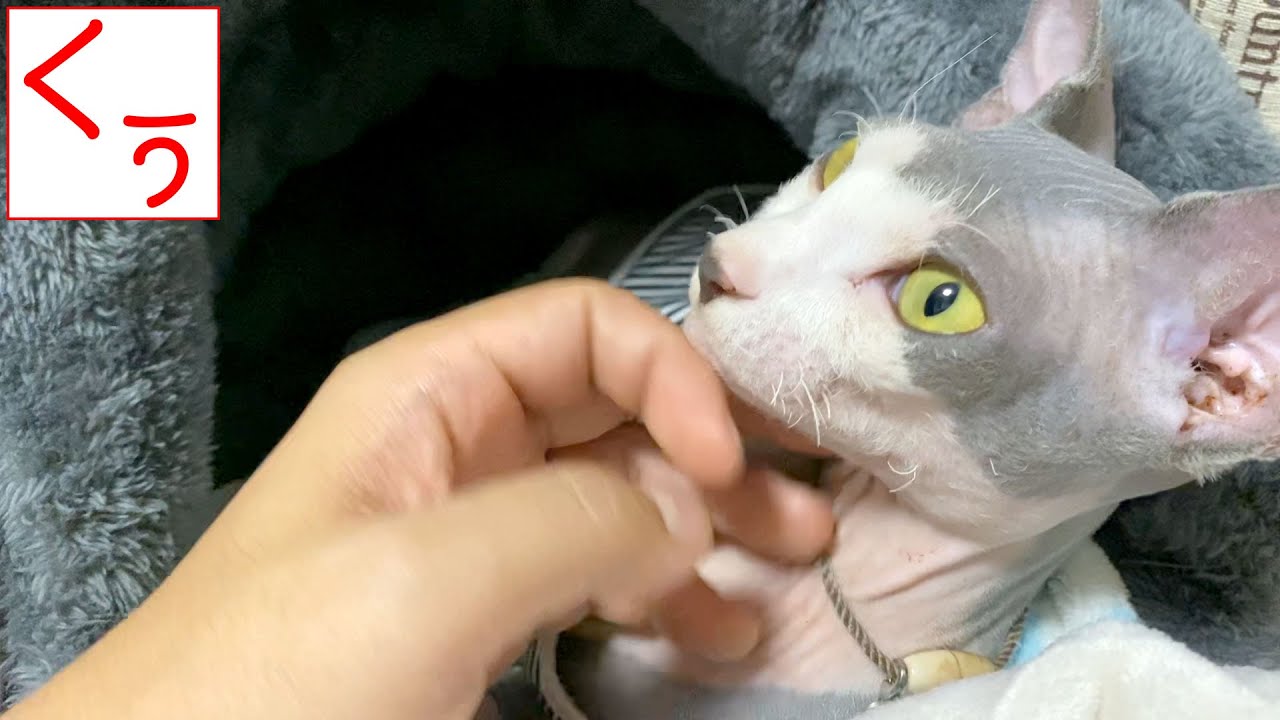【第113話】無毛猫スフィンクスとまったりする動画で癒されてくださいね！【Love Love Sphynxcat】