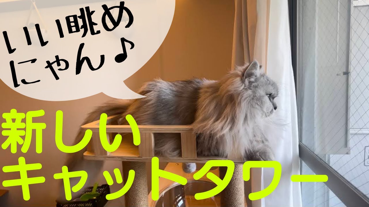 【猫品種ラガマフィン】新しいキャットタワー