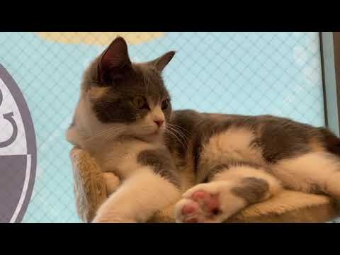 ペットショップCoo&RIKU　ブリティッシュショートヘアー　523245