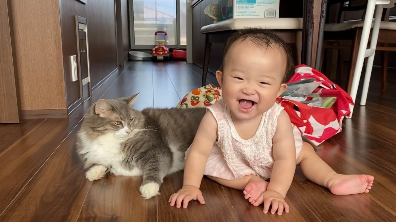 赤ちゃんには優しい触り方だった猫　ノルウェージャンフォレストキャットA cat that was a gentle way to touch a baby. Norwegian Forest Cat.