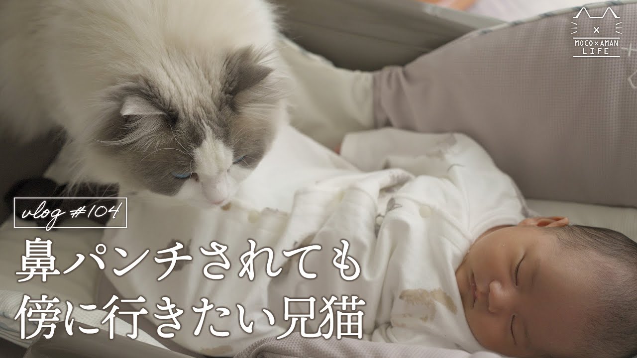 かわいい赤ちゃんに母性を爆発させる猫｜ラグドール猫 #104
