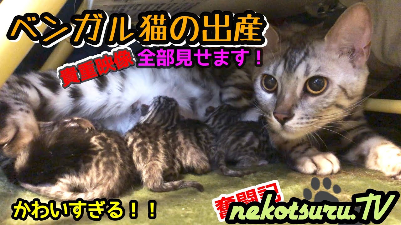 【超感動】自宅でベンガル猫が初出産！全て公開‼︎初めてママになる母性愛に注目！The whole picture of the birth of the Silver Bengal cat【ねこつる】