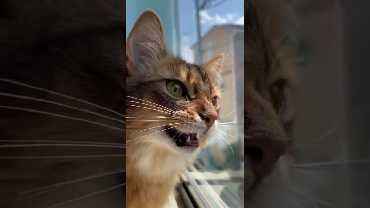 鴨の親子に喧嘩を売るソマリ猫