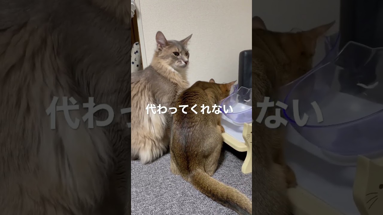 子猫にご飯取られた猫がこちらwww #ソマリ #アビシニアン #shorts