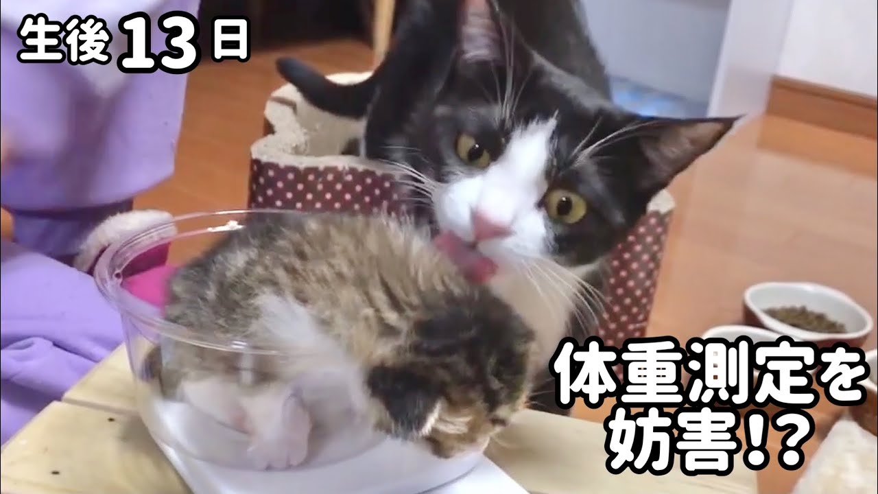 子猫のことが気になって体重測定を妨害する母猫