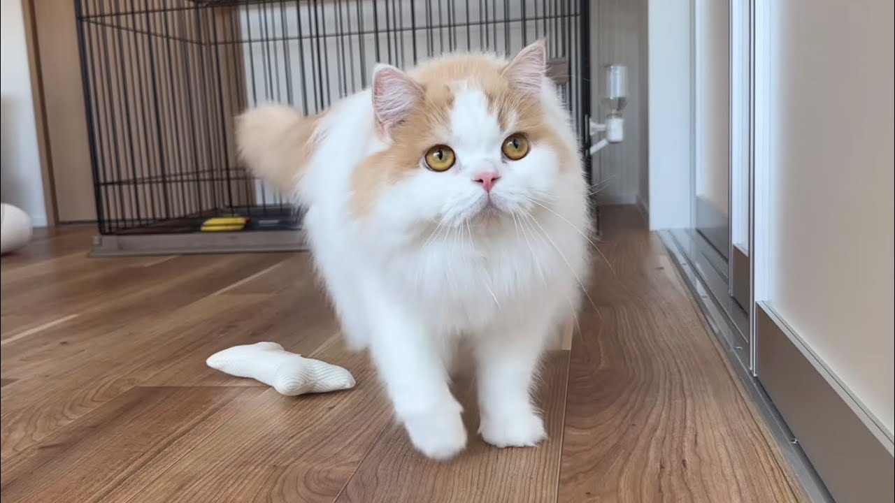 愛猫と生後2ヶ月の子犬の距離が徐々に近づいて感動でした！