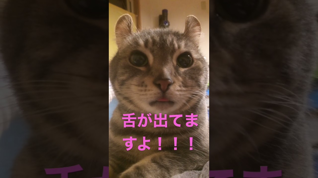 猫さん舌が出てますよ！　#猫　#アメリカンカール　#おもしろ