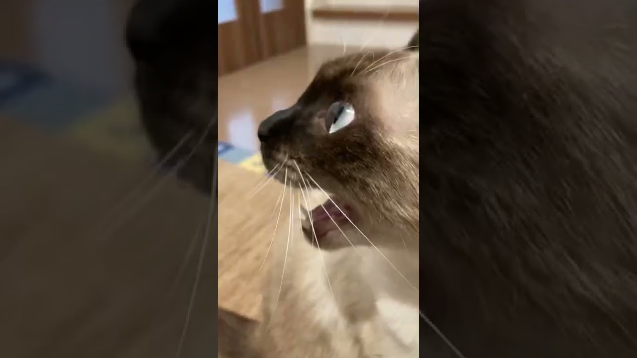 【シャム猫】鳴いたと思ったらあくびだった時のシャム猫の様子がこちらです…。