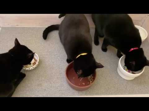 4匹黒猫ボンベイファミリーのにぎやかな1日☆毎日がハッピー！チリンチリン音が心地よい☆