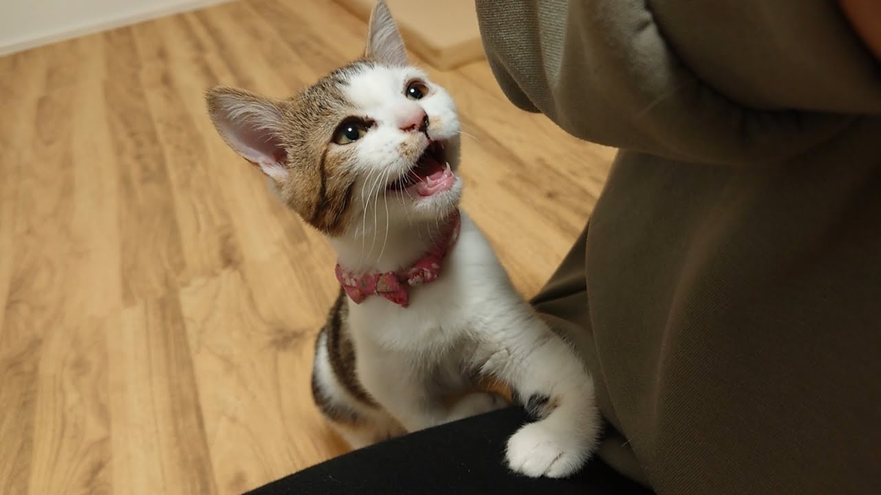 明らかに強い口調で「撫でろ」と命令してくる子猫