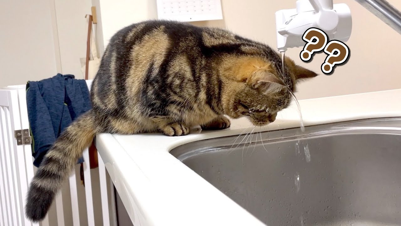水遊びしてるように見えて水に遊ばれてる猫が可愛すぎる！笑
