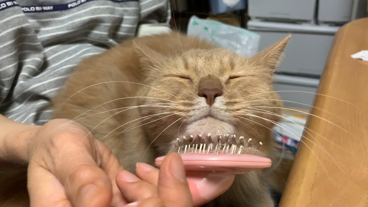 【ソマリ猫】顎の下のブラッシングがたまらん愛猫！
