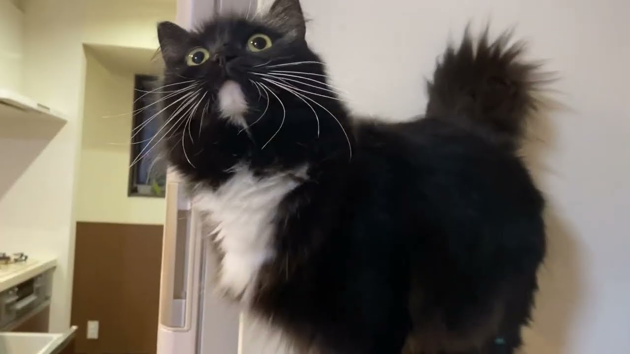 人好き猫と獲物に目がない猫　ノルウェージャンフォレストキャットとラガマフィンPeople-loving cats and prey-loving cats. Norwegian.Ragamuffin.