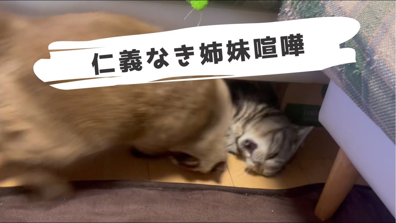 【猫のいる生活】トンキニーズとアメリカンショートヘアーの姉妹。