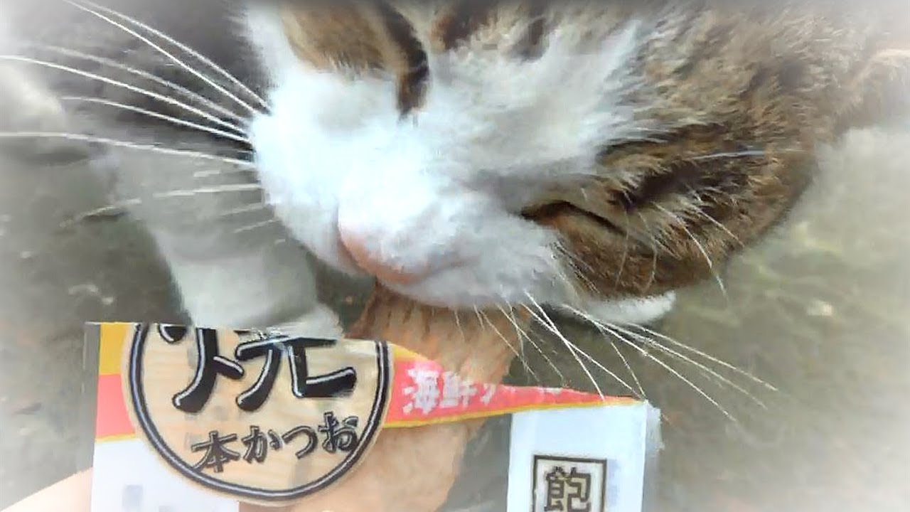 海外の猫たちが日本のおやつに大喜び！猫の仁義なき戦い！焼きカツオ＆ちゅーる