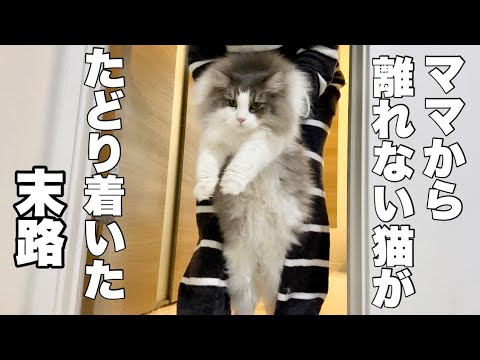 ママから絶対離れない大きな猫🐈最後は疲れてとんでもない姿になりました💦ノルウェージャンフォレストキャット