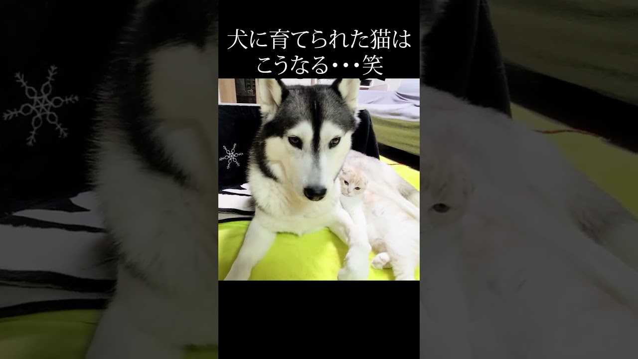 寂しくて育ての犬と一緒に寝たい子猫がこちら...#shorts