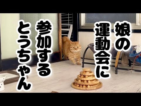 娘の運動会に参加するマンチカンの茶々パパ！