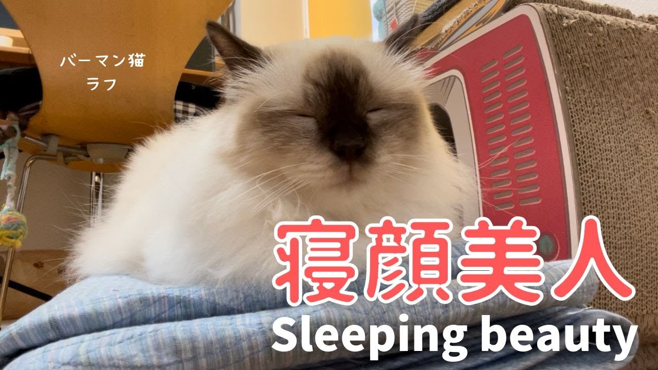 目を閉じたときニャ【寝顔美人】Sleeping beauty（バーマン猫）Birman/Cat
