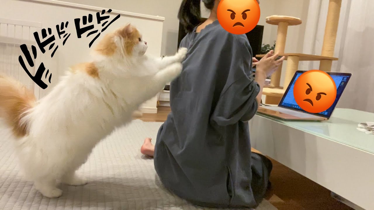 仕事が終わらない飼い主の背中をど突きまわす猫w