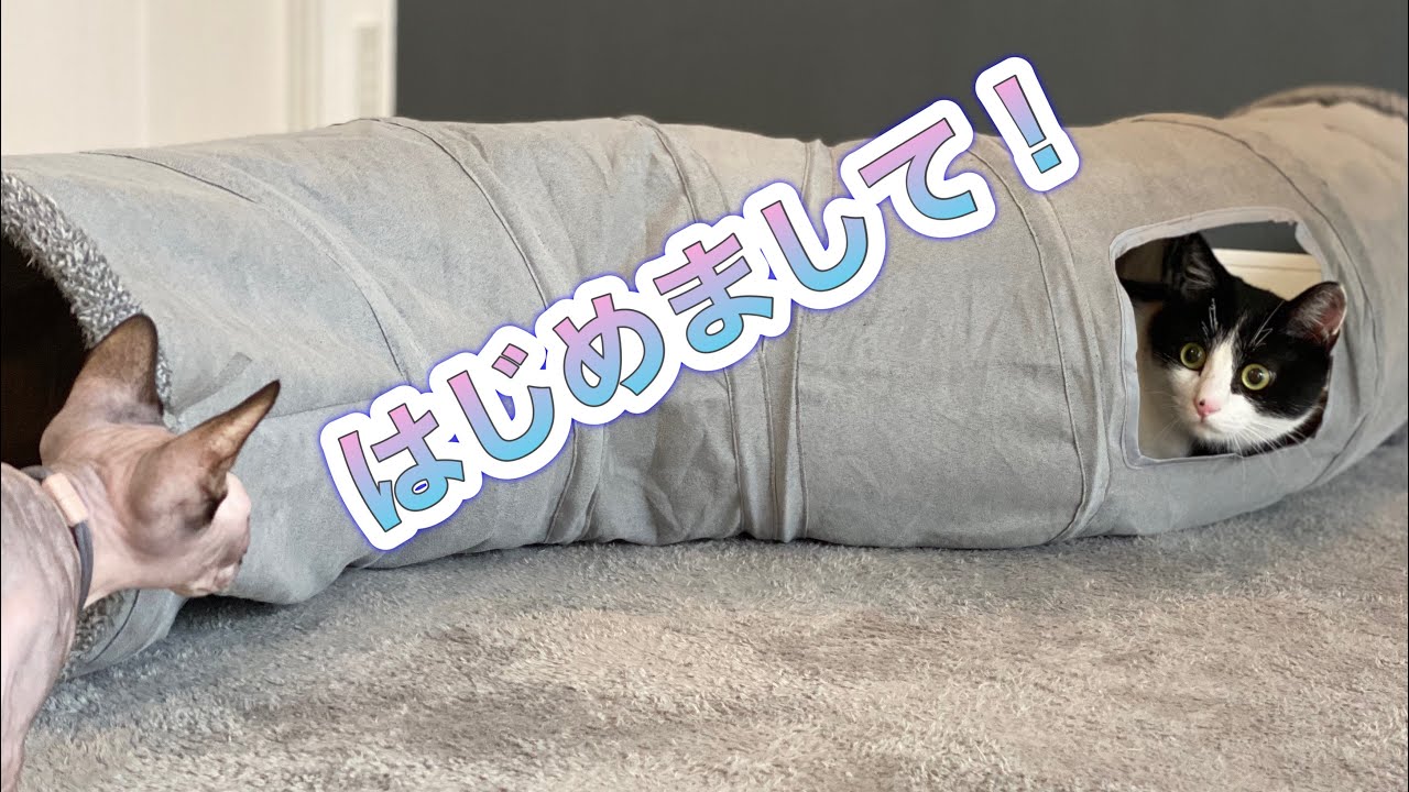スフィンクス猫が初めて毛のある猫に出会いました