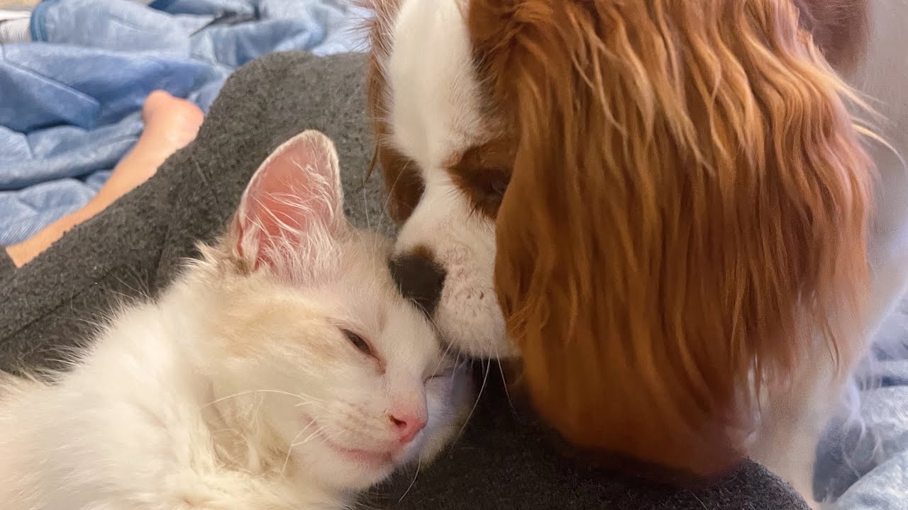 子猫と初対面する子犬【キャバリア8カ月＆ラグドール2カ月】