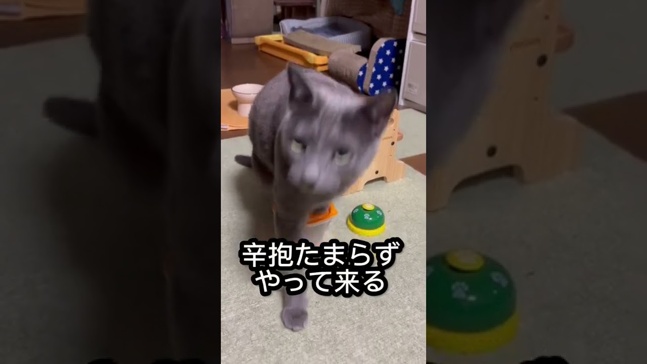 【ロシアンブルー】めろんいつも通りの朝です🥰【猫】#shorts