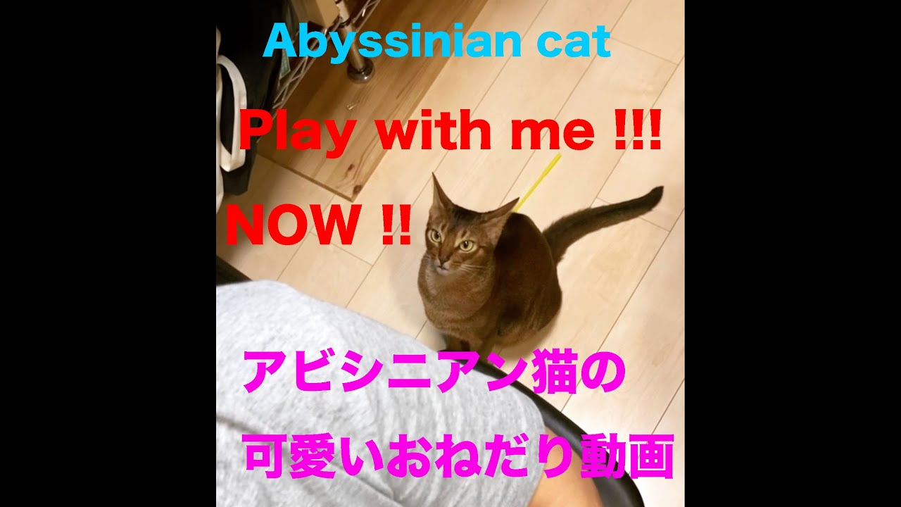 Abyssinian cat Leon want to play cute movie アビシニアン猫レオン、遊んでー！遊んでー！動画。リモートワークお邪魔猫。