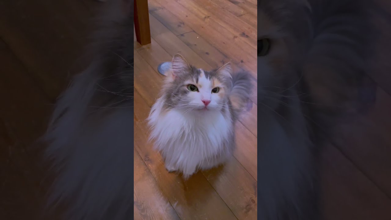 【鳴き声】ノルウェージャンフォレストキャットの鳴き声が可愛い