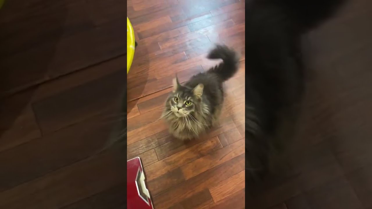 猫のお出迎え【メインクーン】ただいま