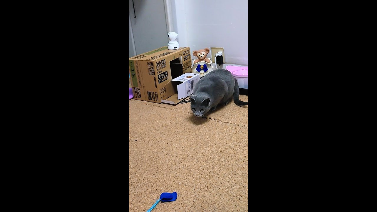 【猫動画】獲物を狙う時のロシアンブルー【russianblue】【shorts】Russian blue when aiming for prey