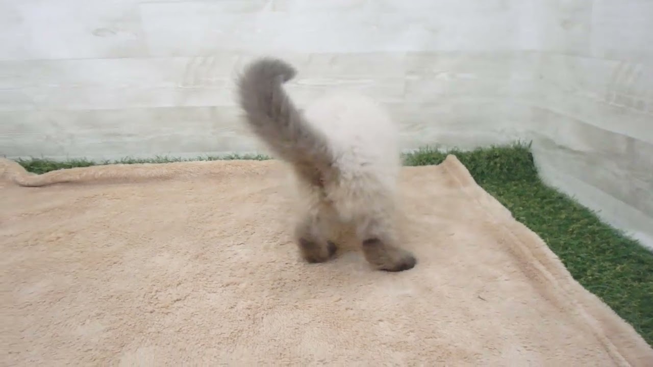 585368 ヒマラヤン