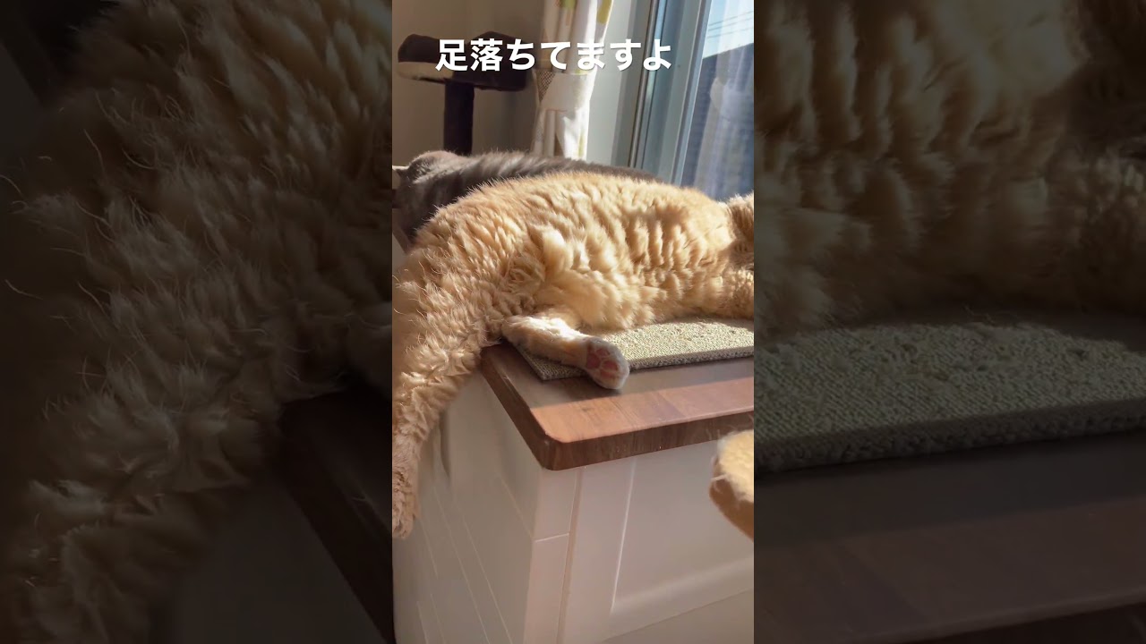 日向ぼっこ中のセルカークレックスはっちゃん