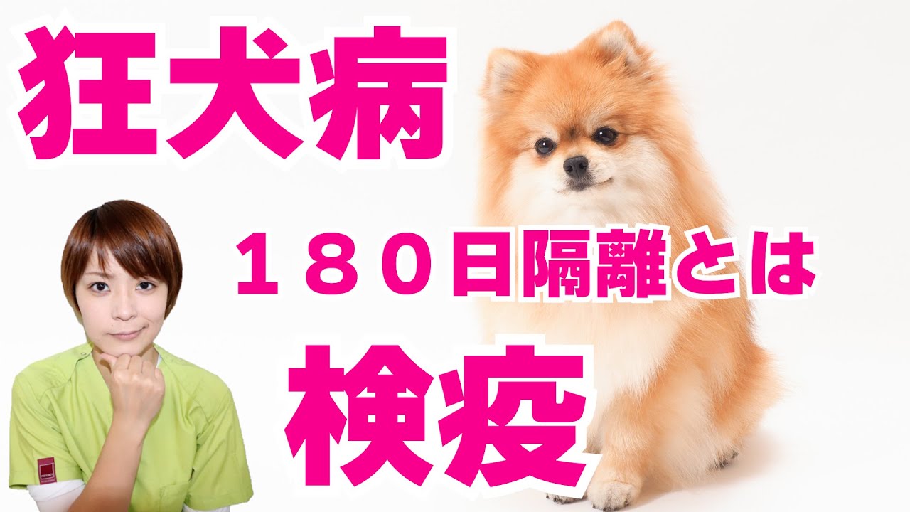 【獣医師が解説】狂犬病が日本にくる？！犬猫の検疫１８０日待機とは？