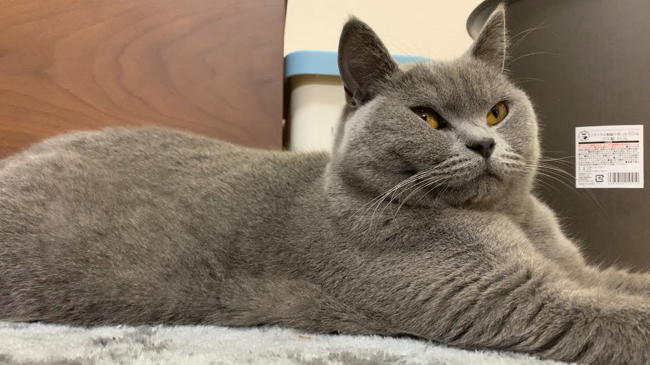 猫のむむと申します。ブリティッシュショートヘアーの男の子です。