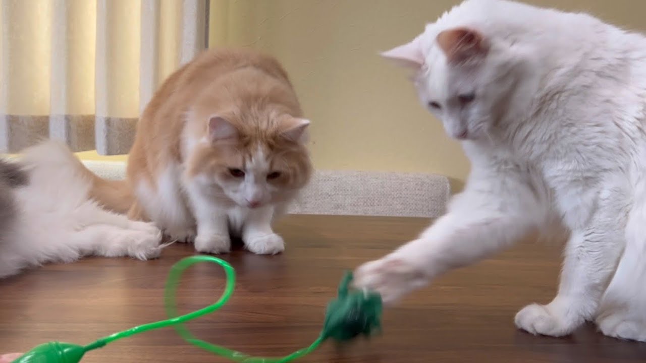 【蛙】カエルさんに猫パンチ…ターキッシュアンゴラ