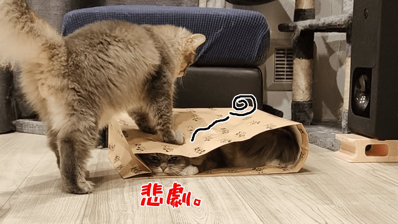 チップよ、いくらなんでもそれは酷すぎるぞ。【サイベリアンのラフィ#242】