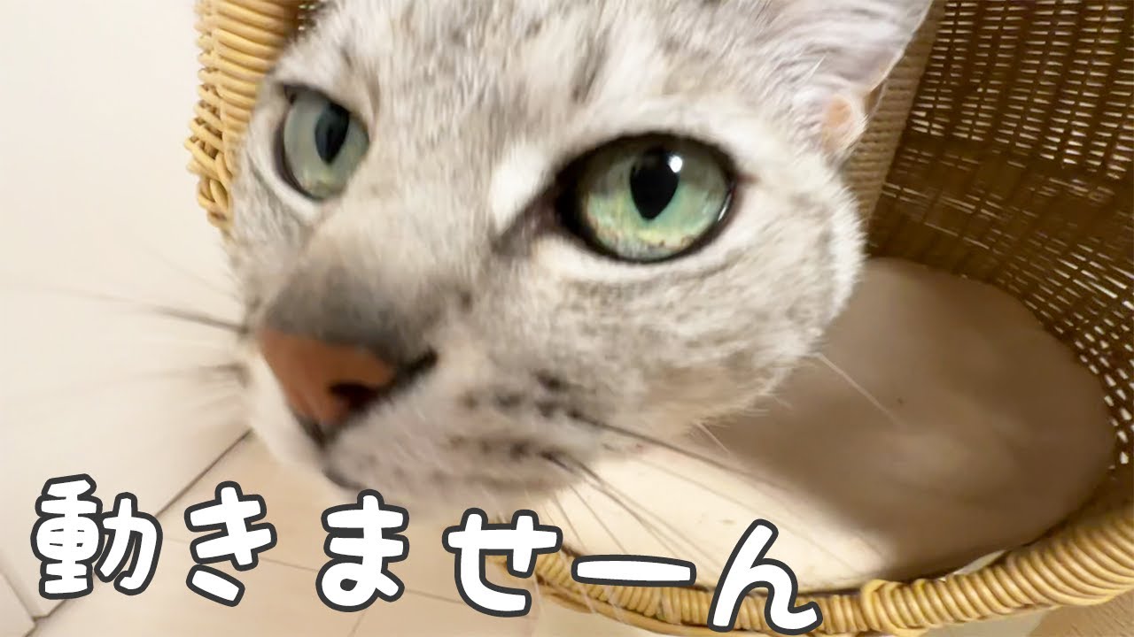 寝る時間に１人で猫４匹移動させるのは大変です…！