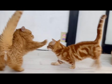 息子と無邪気に遊ぶマンチカンの茶々パパ！