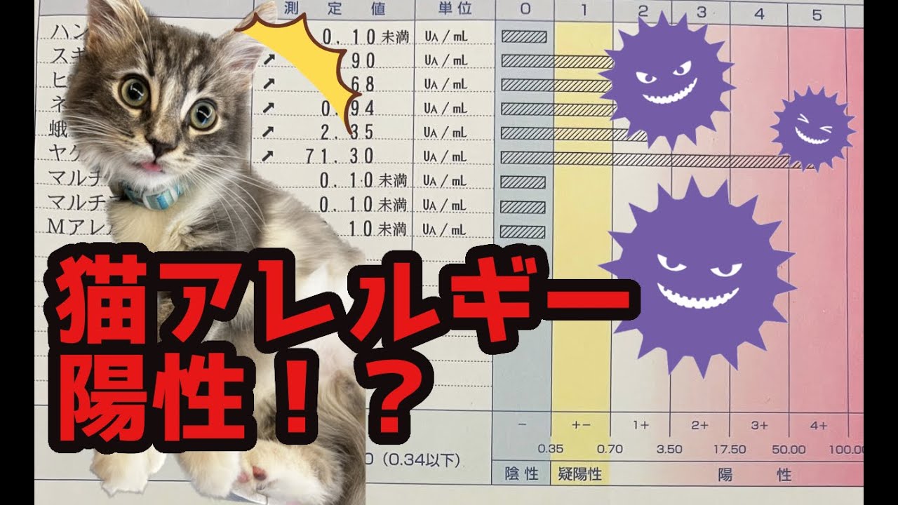 猫アレルギーでもサイベリアンの子猫なら飼えるのか・・・？