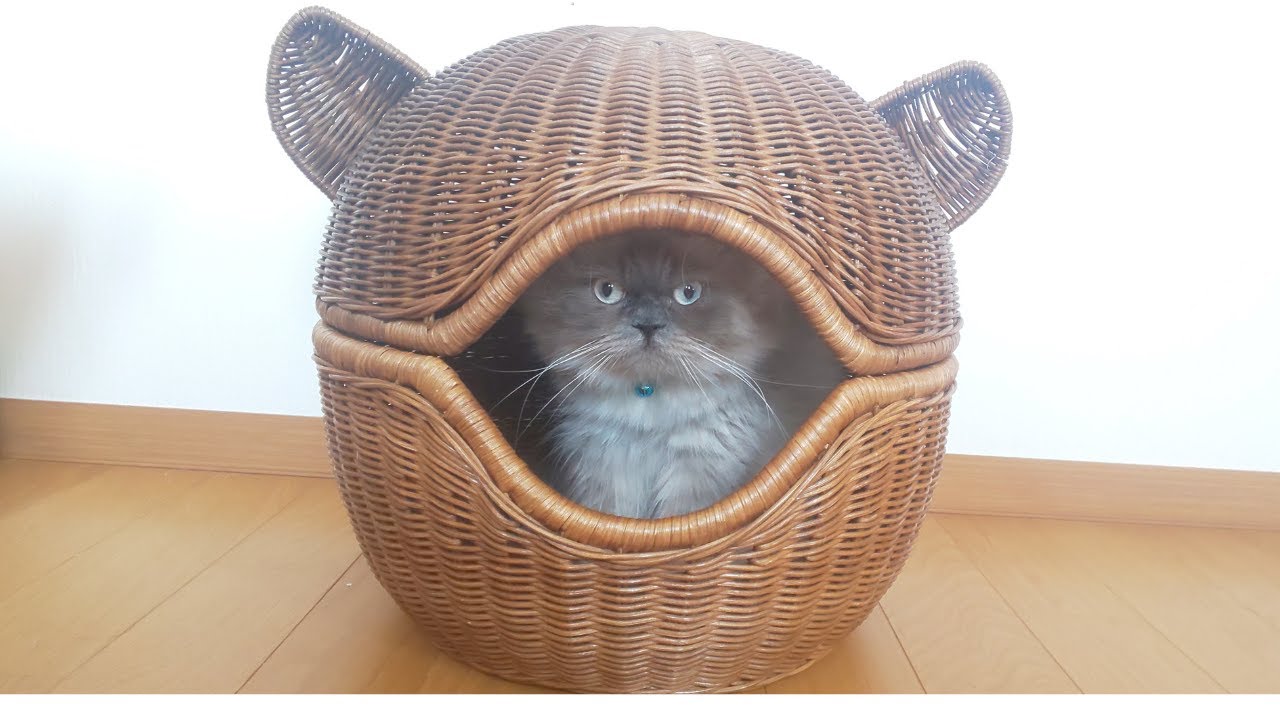 お気に入りの籐のかごをめぐってまたもやケンカ勃発です【ヒマラヤン猫】#95
