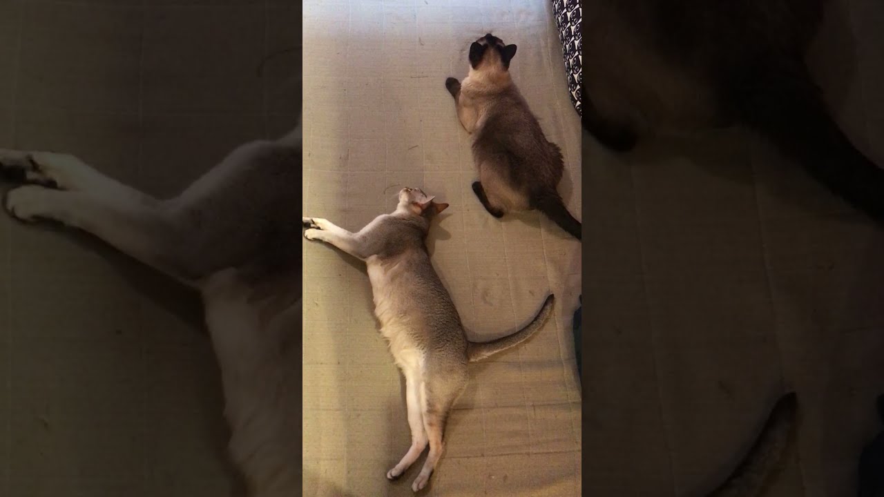 ナデナデ待ちのシンガプーラとトンキニーズなのにゃ♪