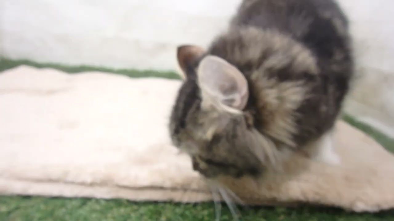 00579050 アメリカンカール