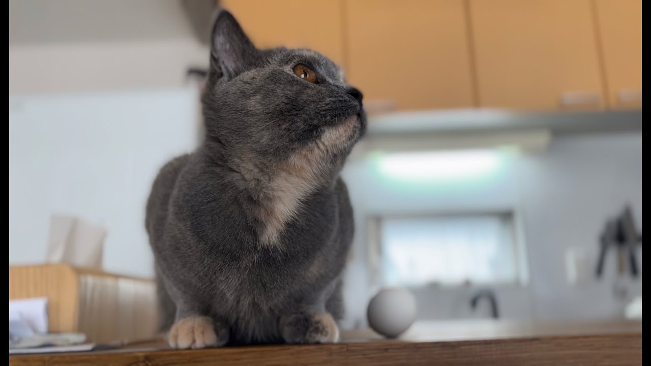 ブリティッシュショートヘアーってこんなにも人懐っこいものなのでしょうか？