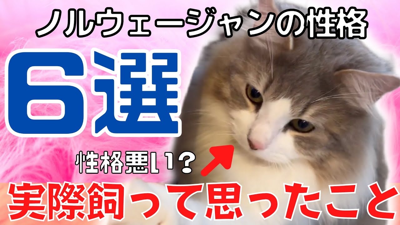 ノルウェージャンを選んだ理由6選。性格ver.【ノルウェージャンフォレストキャット】