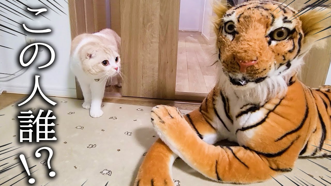 家にトラがいた時の子猫と犬の反応が120点すぎました...