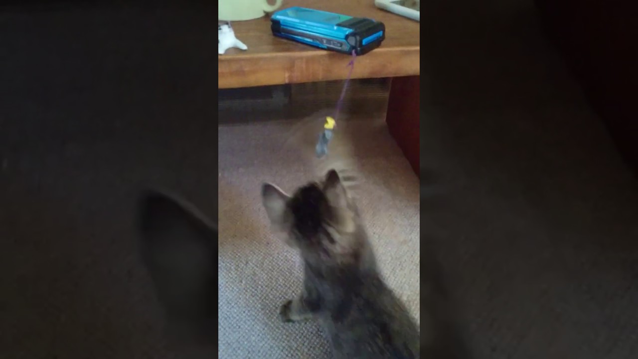 仔猫のスパークリング   Kittens play with cat figures. #Shorts