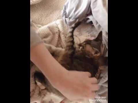 デボンレックス 眠たい〜