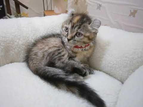 441968 アメリカンカール